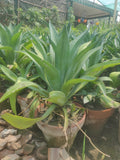 Agave