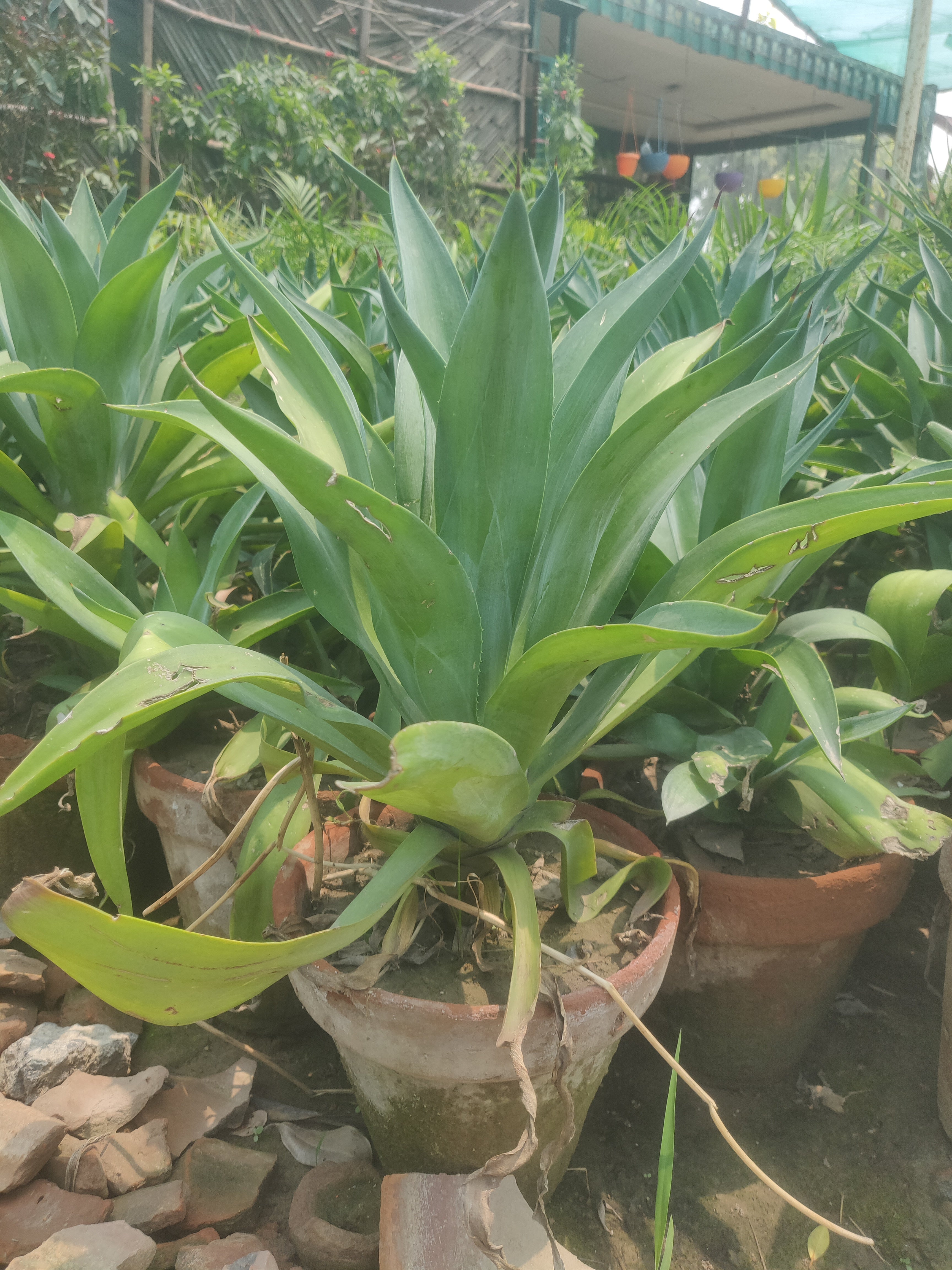 Agave
