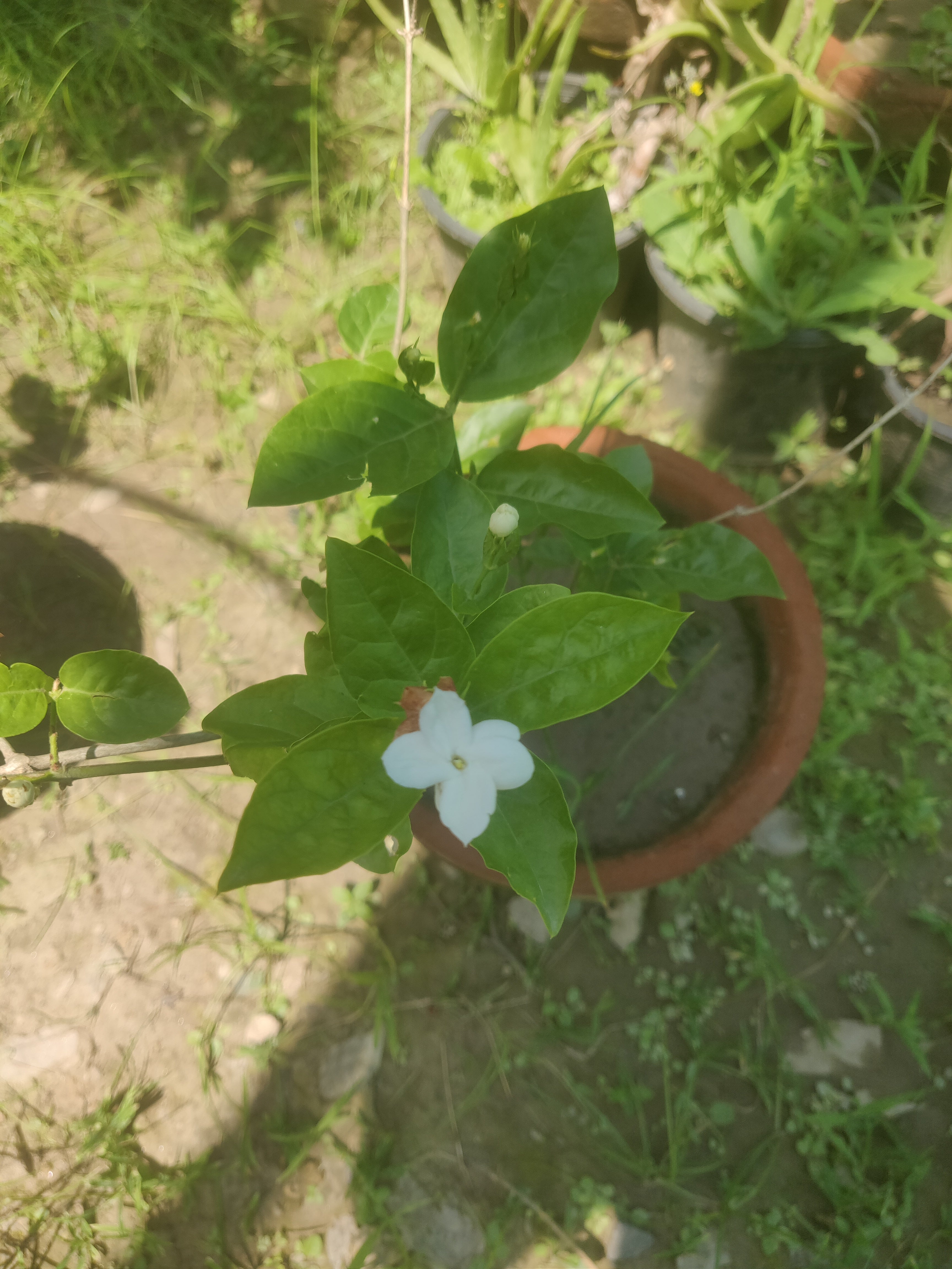 Motia Jasmine Plant for Garden & Outdoor Beauty