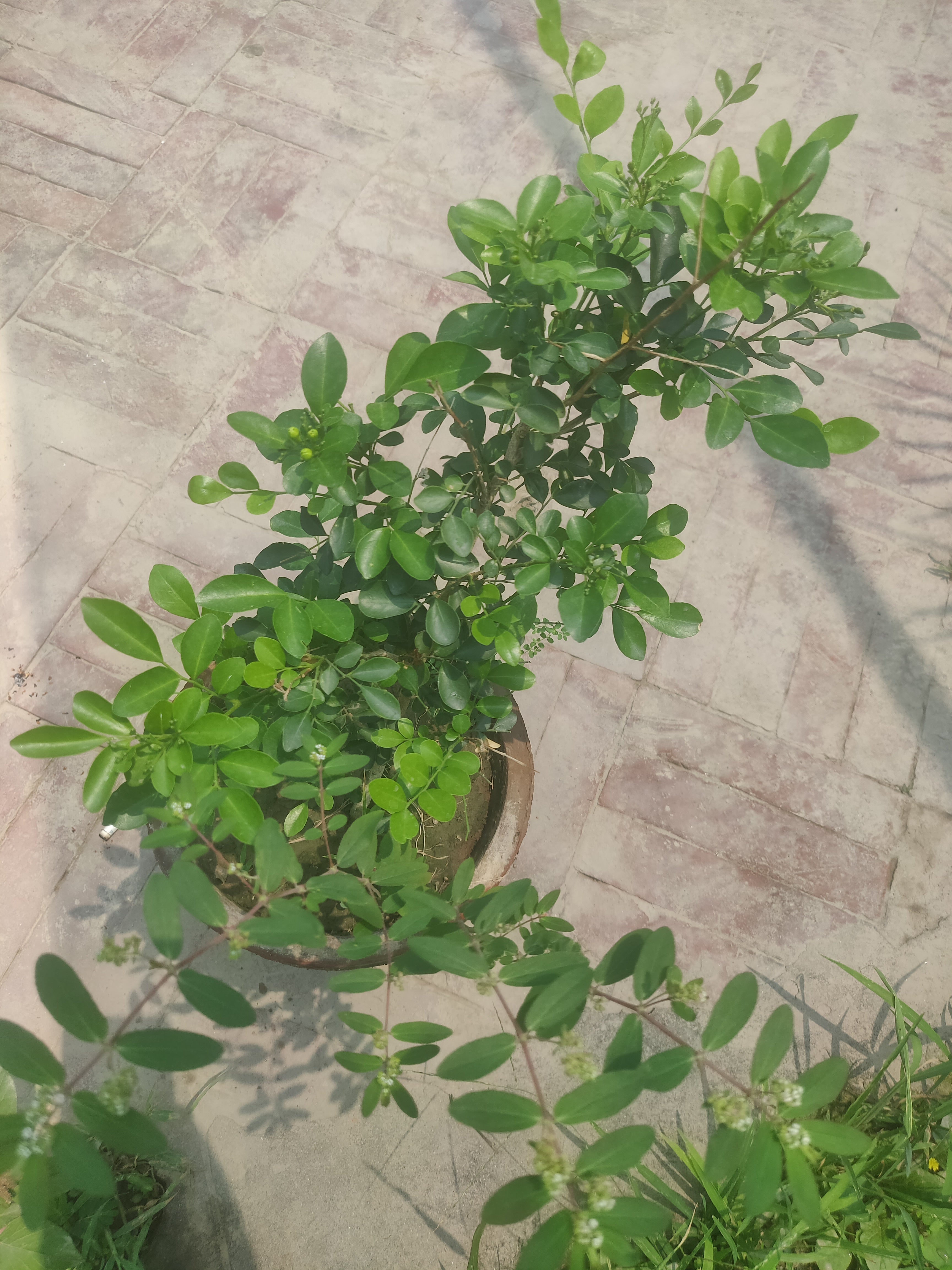 Marwa