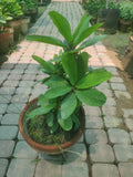 Euphorpia