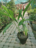 Imperial elaichi