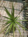 Dracaena Marginata Dragon Tree for Home & Office Décor