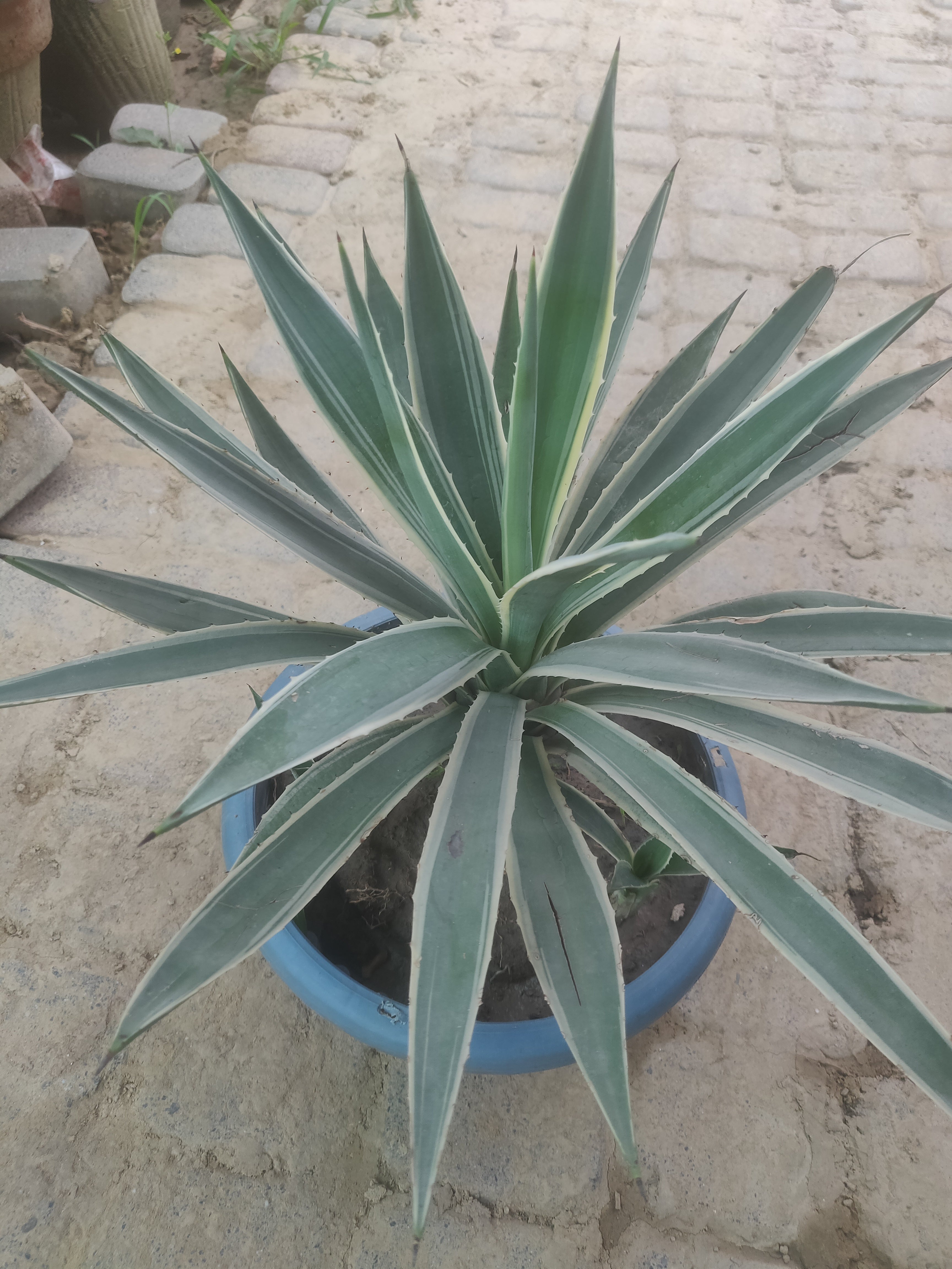 Agave Desert Plant for Modern Garden Décor