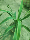 Yucca Cane Plant for Home, Office & Garden Décor