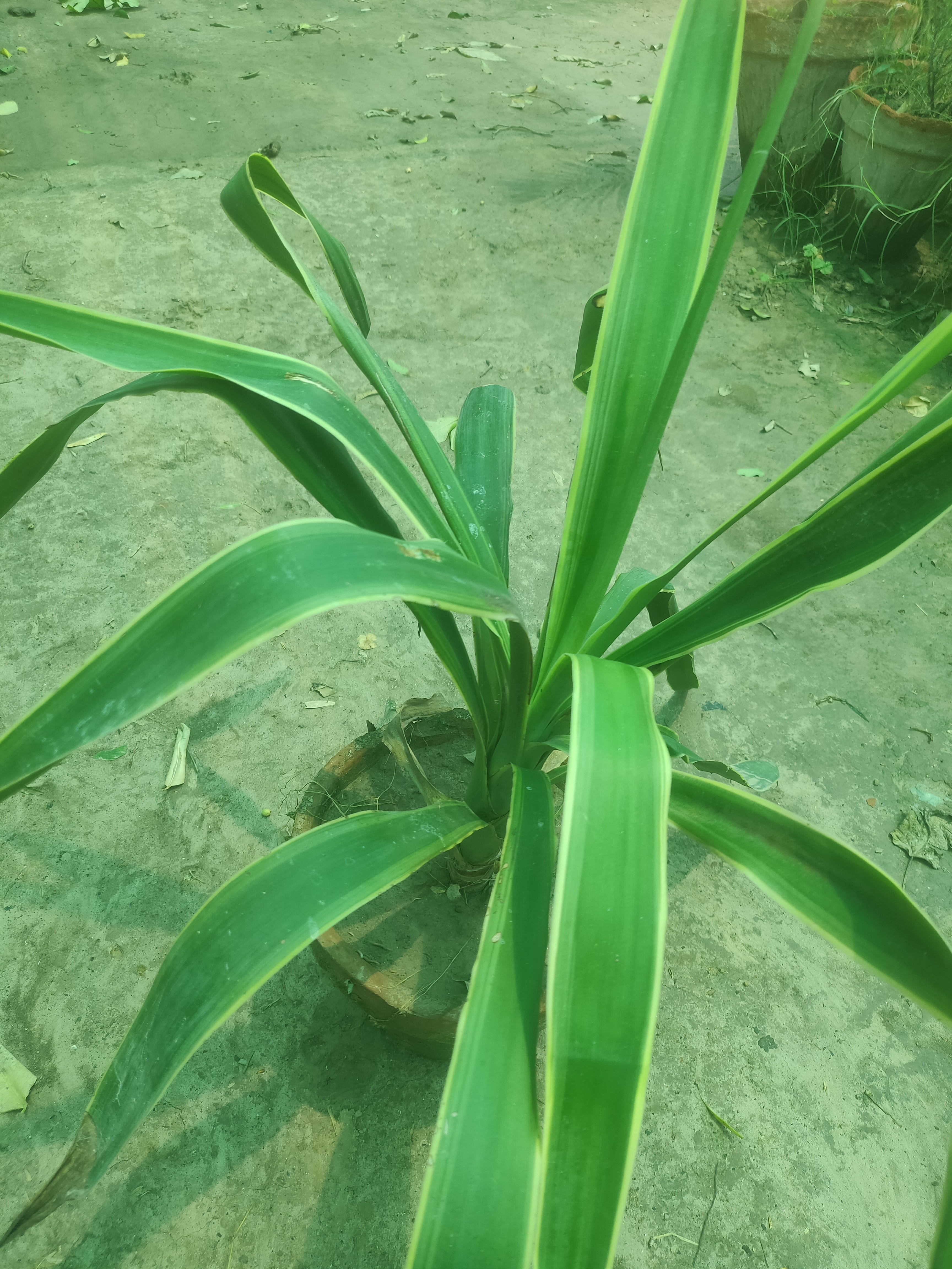 Yucca Cane Plant for Home, Office & Garden Décor