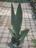 Silver Snake Indoor Plant for Home & Office Décor