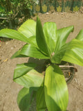 Dracaena Green Plant for Home & Office Décor