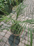 Funexam