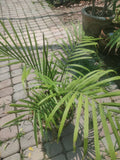 Lavinia palm