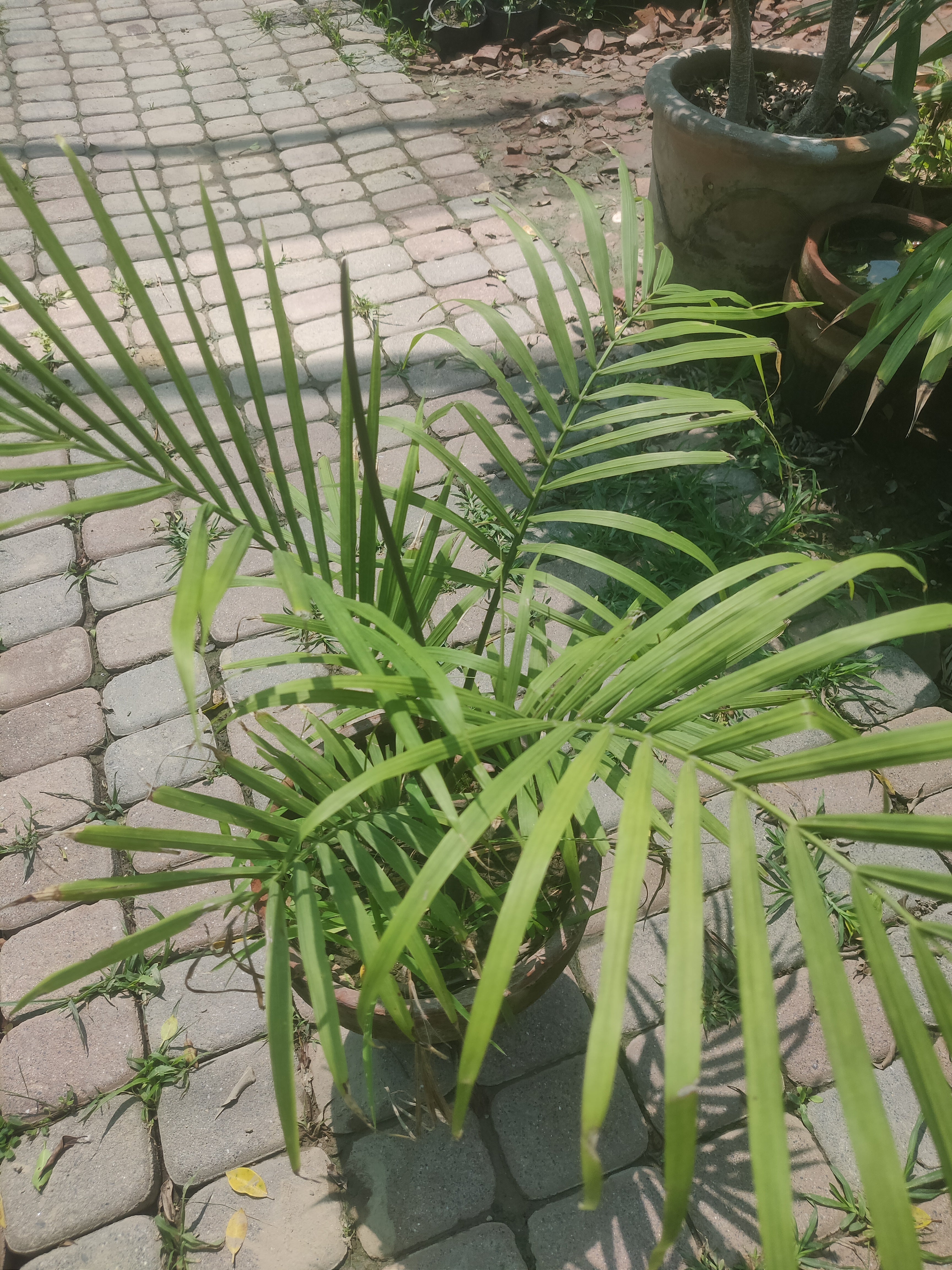Lavinia palm