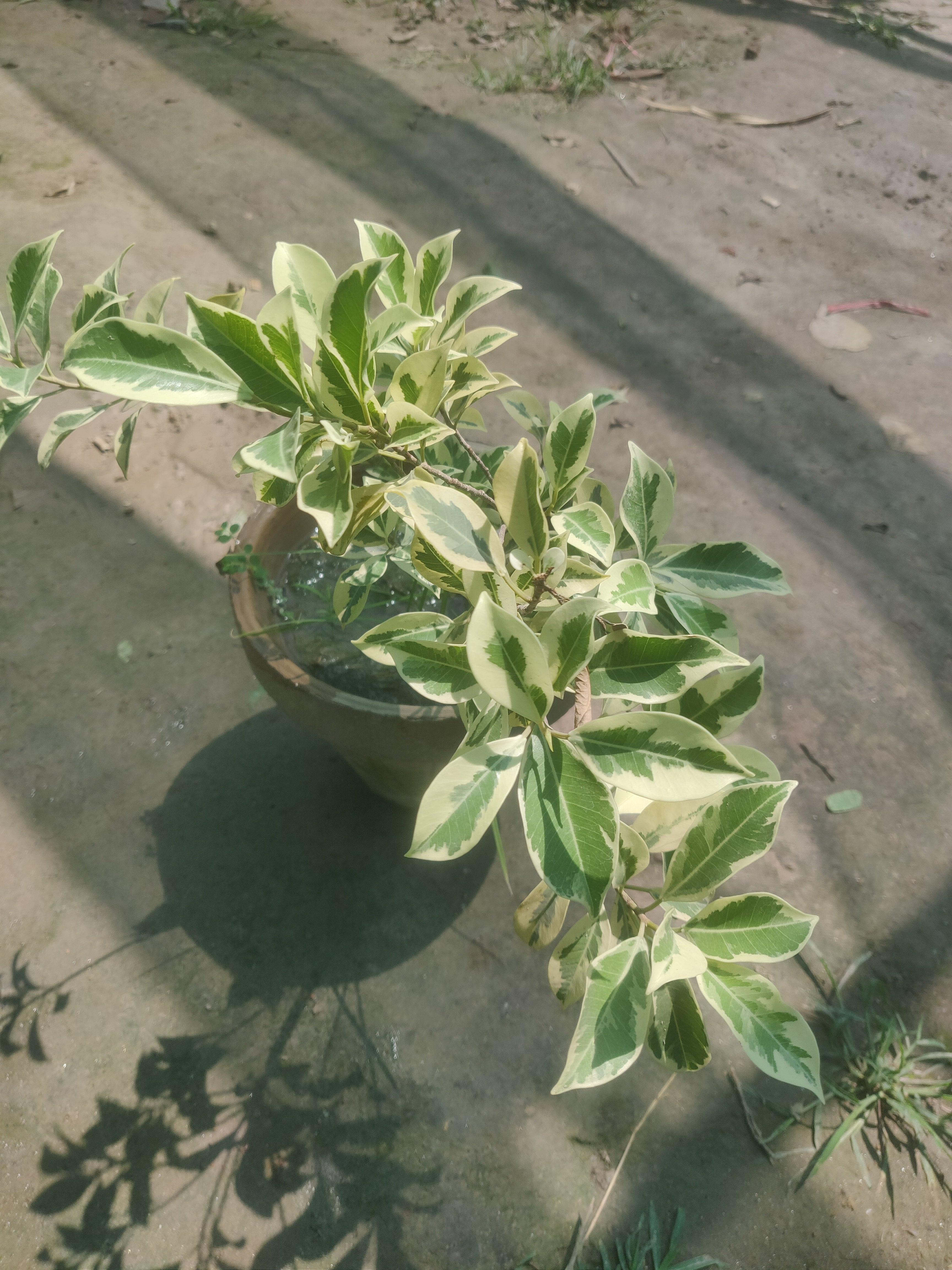 Cardamom Outdoor Herbal Plant for Home Gardens
