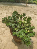 Coronda