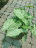 Sygnioum