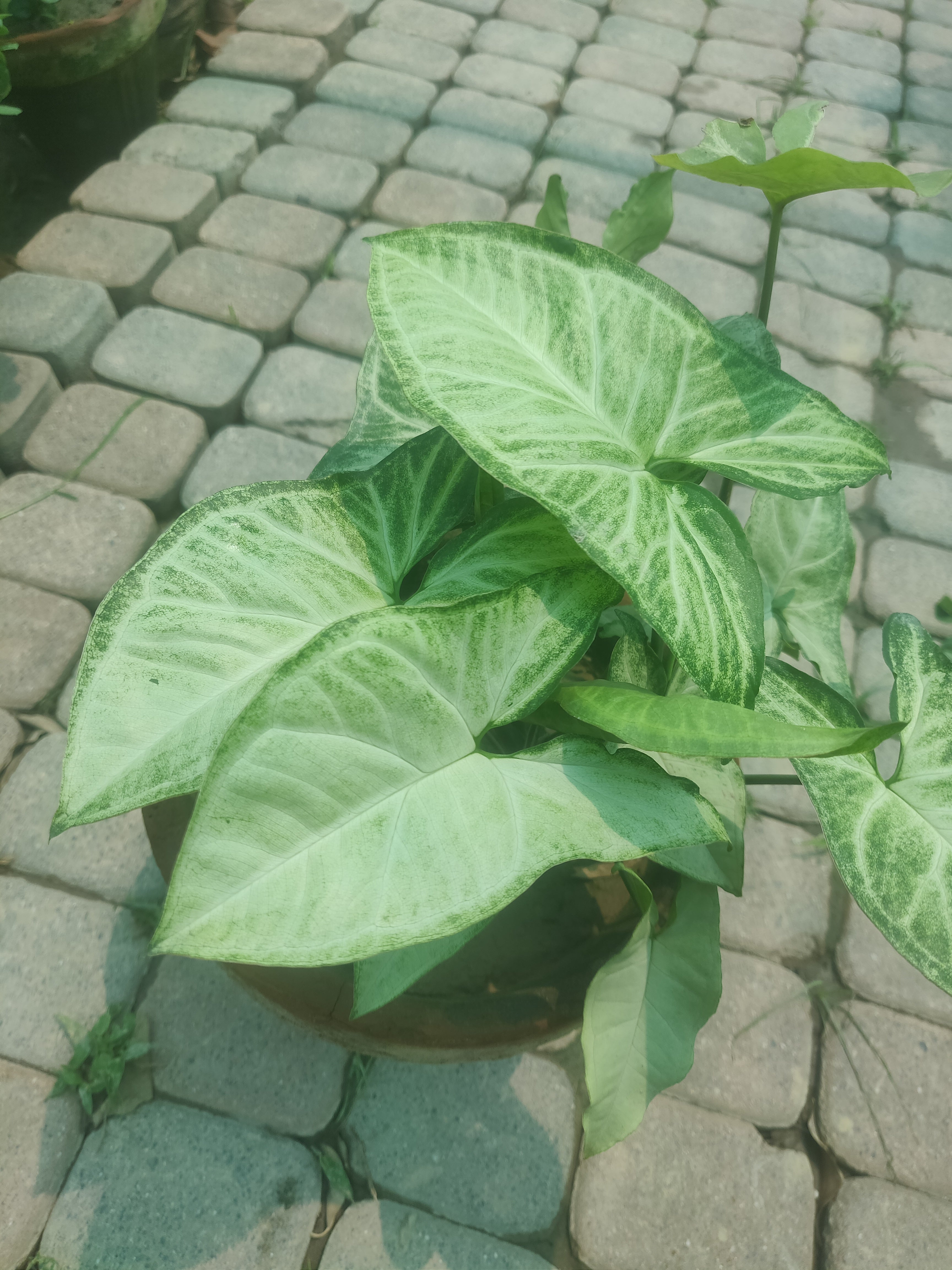 Sygnioum