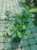 Premium Ficus Hawaii Plant