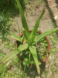 Aloe Vera Medicinal & Herbal Plant for Home Gardens