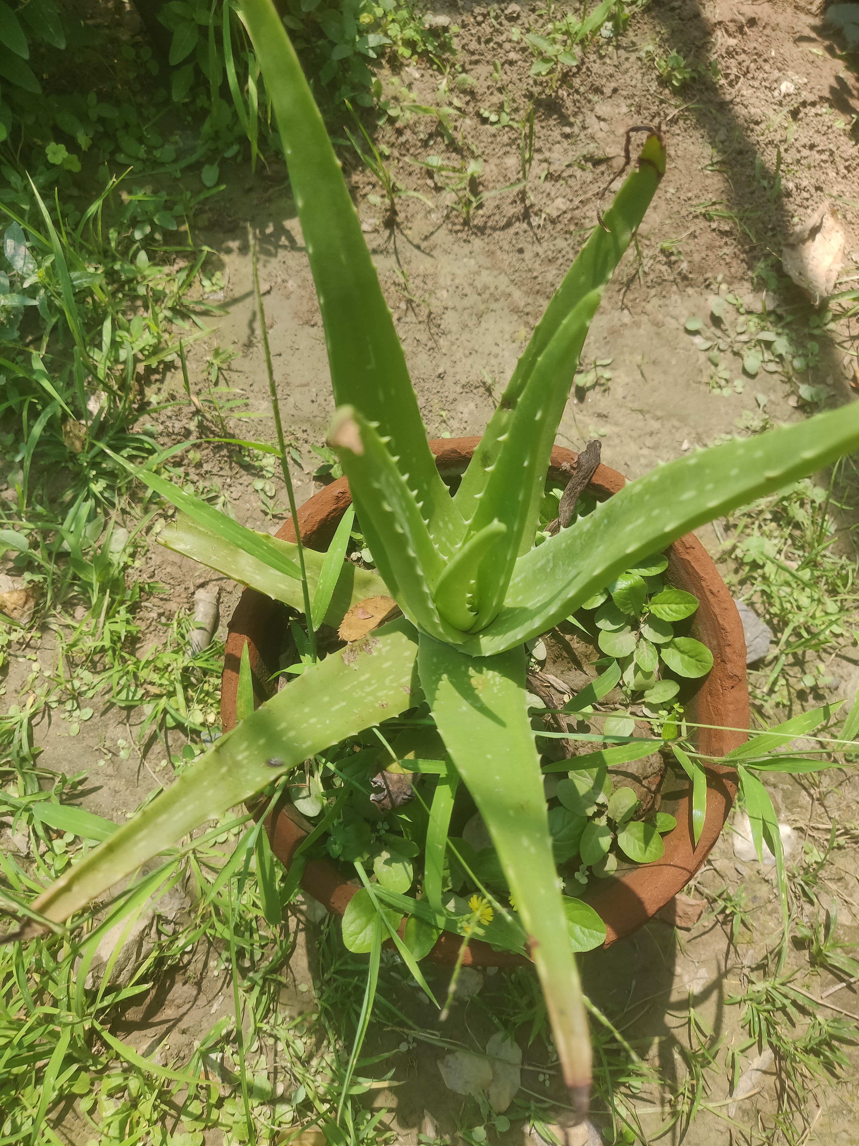 Aloe Vera Medicinal & Herbal Plant for Home Gardens