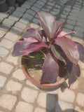 Dryseniya