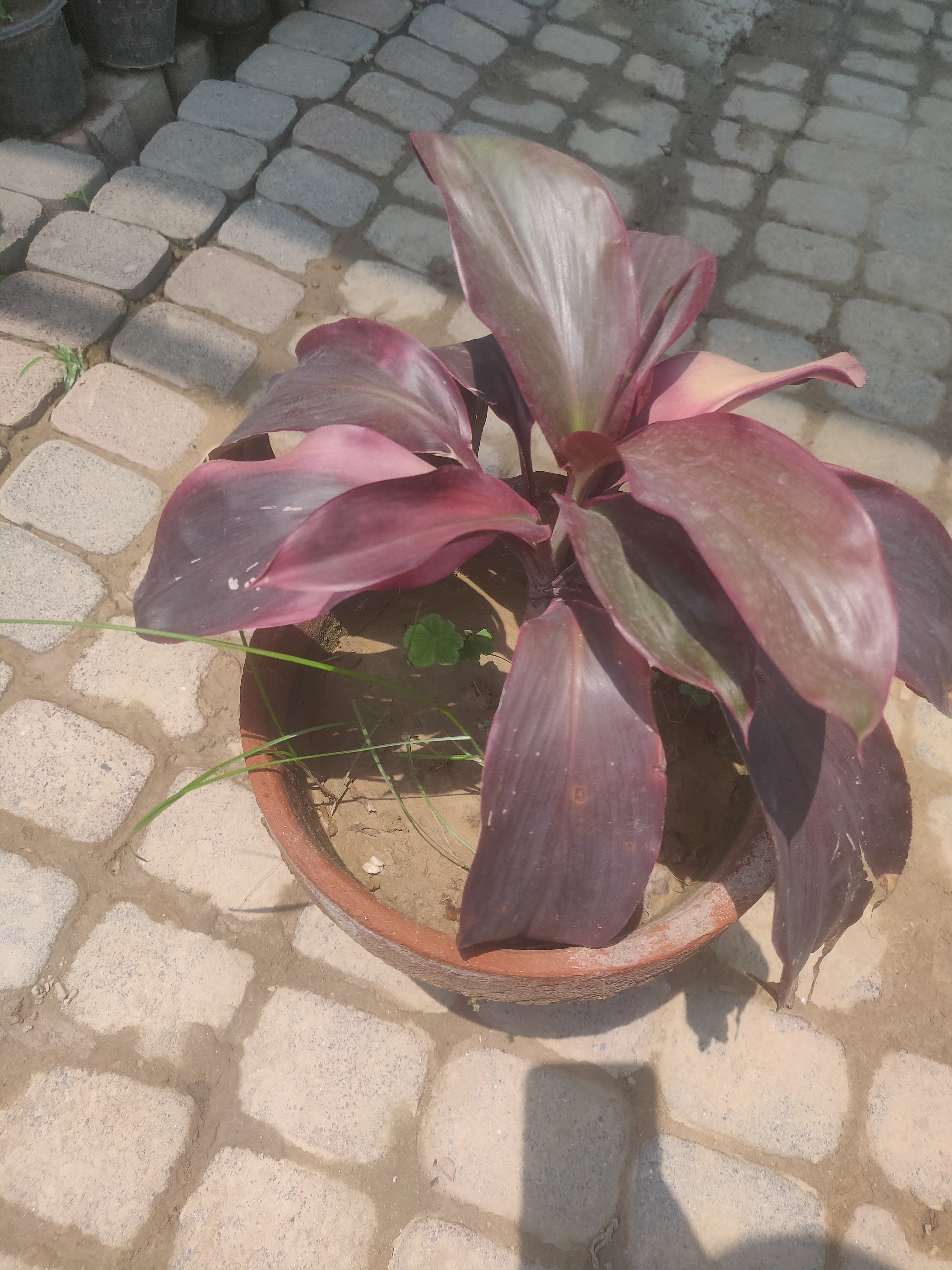 Dryseniya