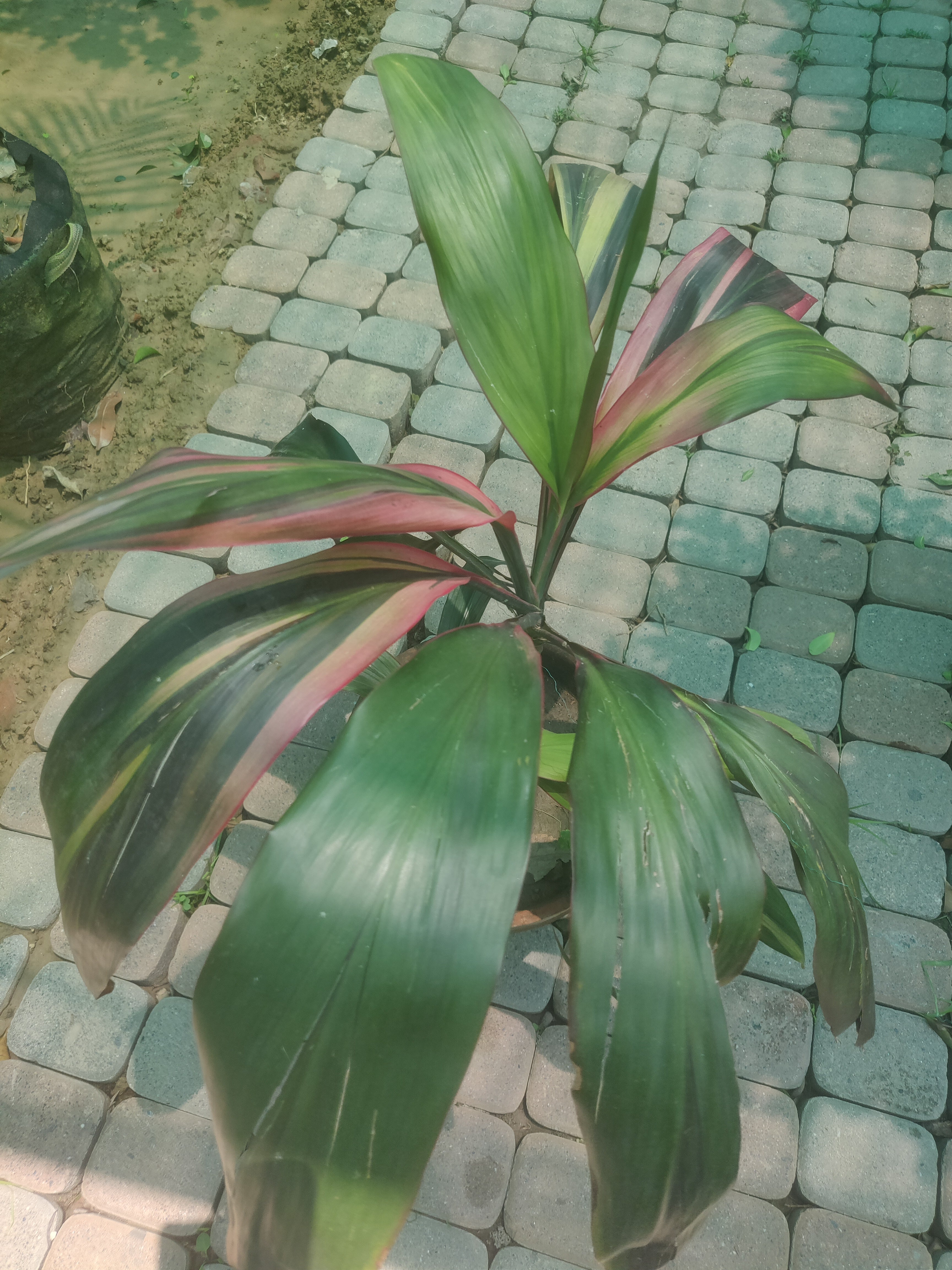 Dracaena Double Shade Plant for Home & Office Décor