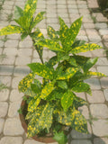 Lemon Croton