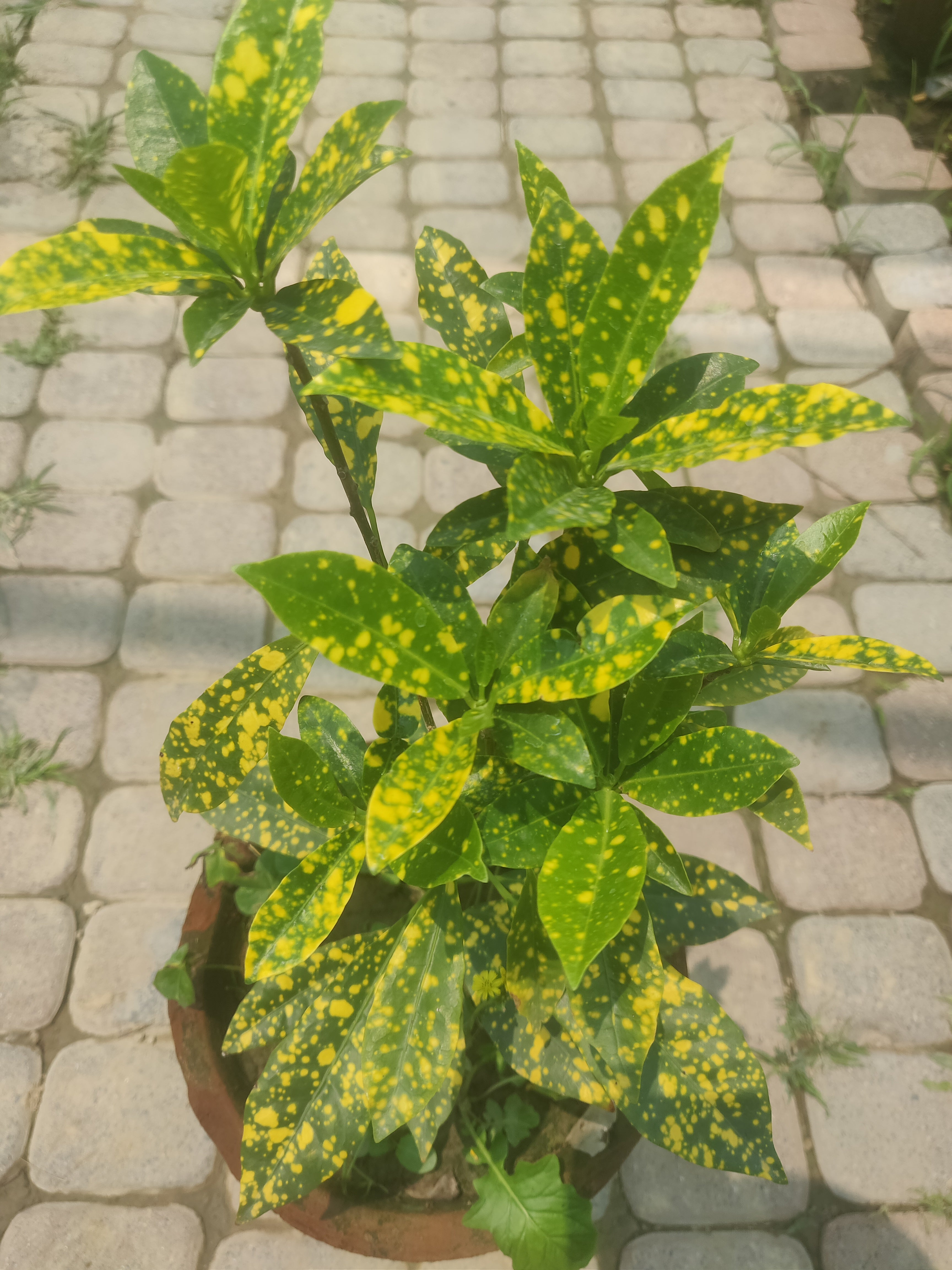 Lemon Croton