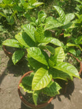 Chandana Outdoor Flower Plant for Garden Beauty