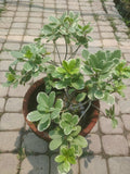 Ficus